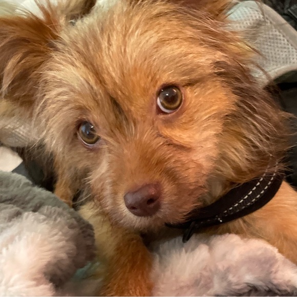 Meet your Posher, Yasmin - Picture 1 of 1